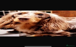 Miniature Dachshund dogs for sale: Beautiful little girl is READY To LEAVE! - Image 8