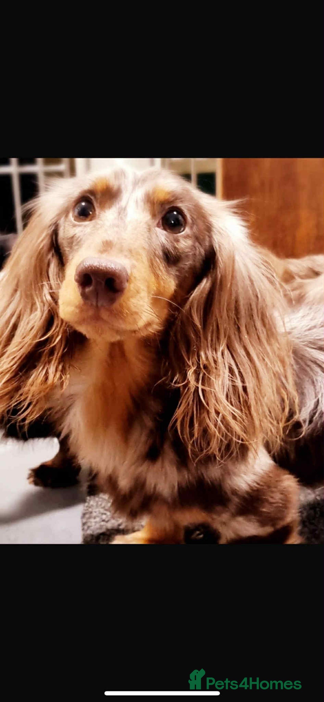 Miniature Dachshund dogs for sale: Beautiful little girl is READY To LEAVE! - Image 8