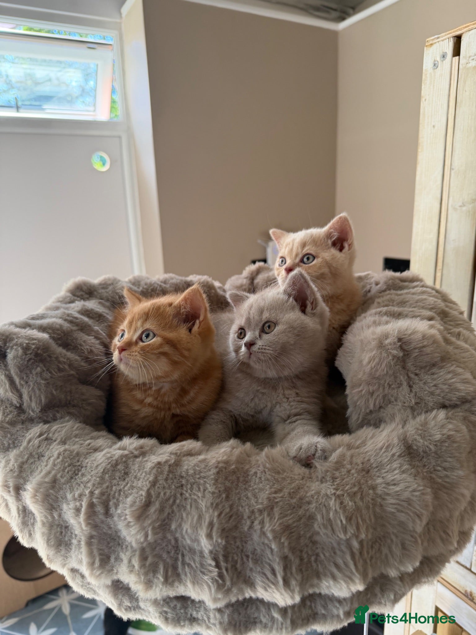 British Shorthair cats Pedigree British Shorthair - Show Champion Lines - Advert 2