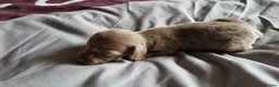 Miniature Dachshund dogs for sale: Long Haired Miniature Dachshund Puppies in Stoke-on-Trent - Advert 19