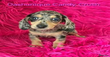 Miniature Dachshund dogs - Advert 12