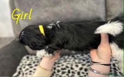 Shih Tzu dogs for sale: 🩷 Beautiful Shitzu Puppies 🩷 - Image 3