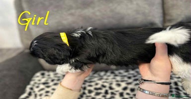 Shih Tzu dogs - Advert 9