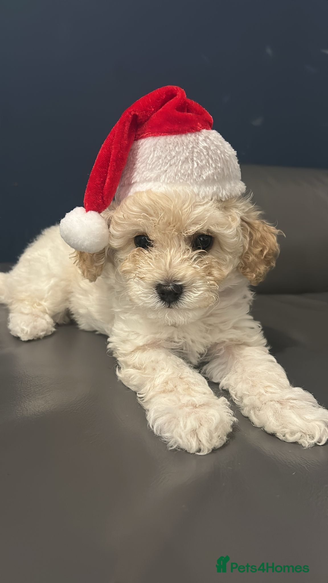 Cavapoochon dogs last remaining female cavapoochon pup  - Advert 1