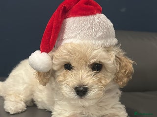 Cavapoochon dogs last remaining female cavapoochon pup - Advert 7