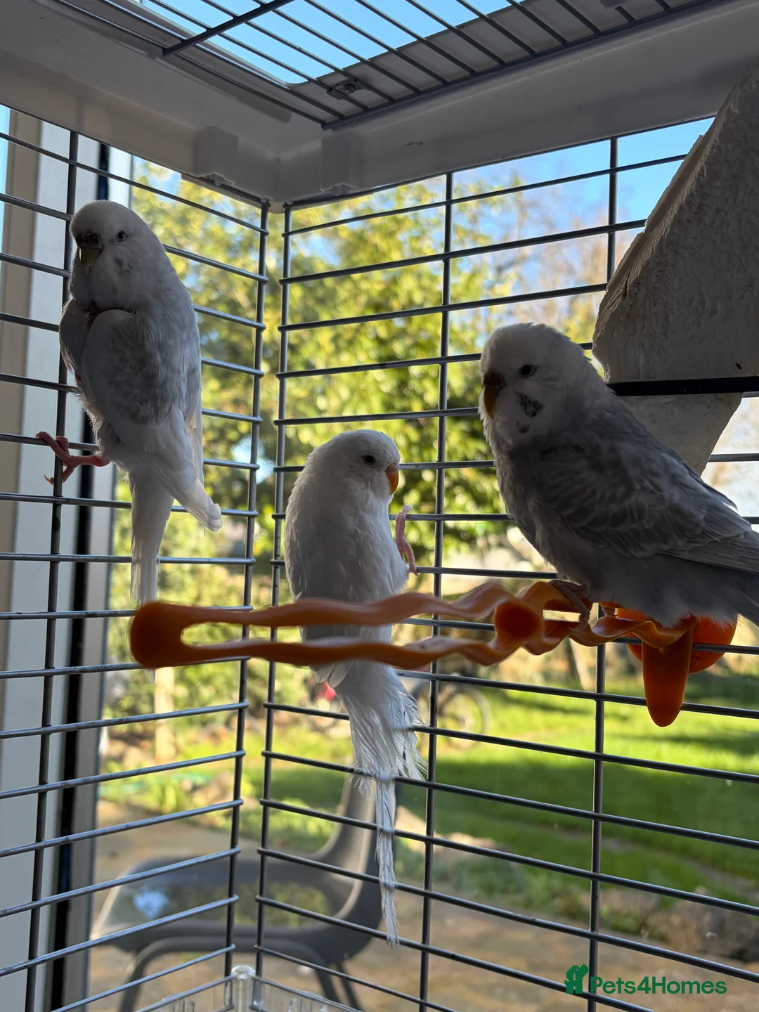 Budgerigars birds for sale: 2 young budgies and their mother for sale - Advert 2