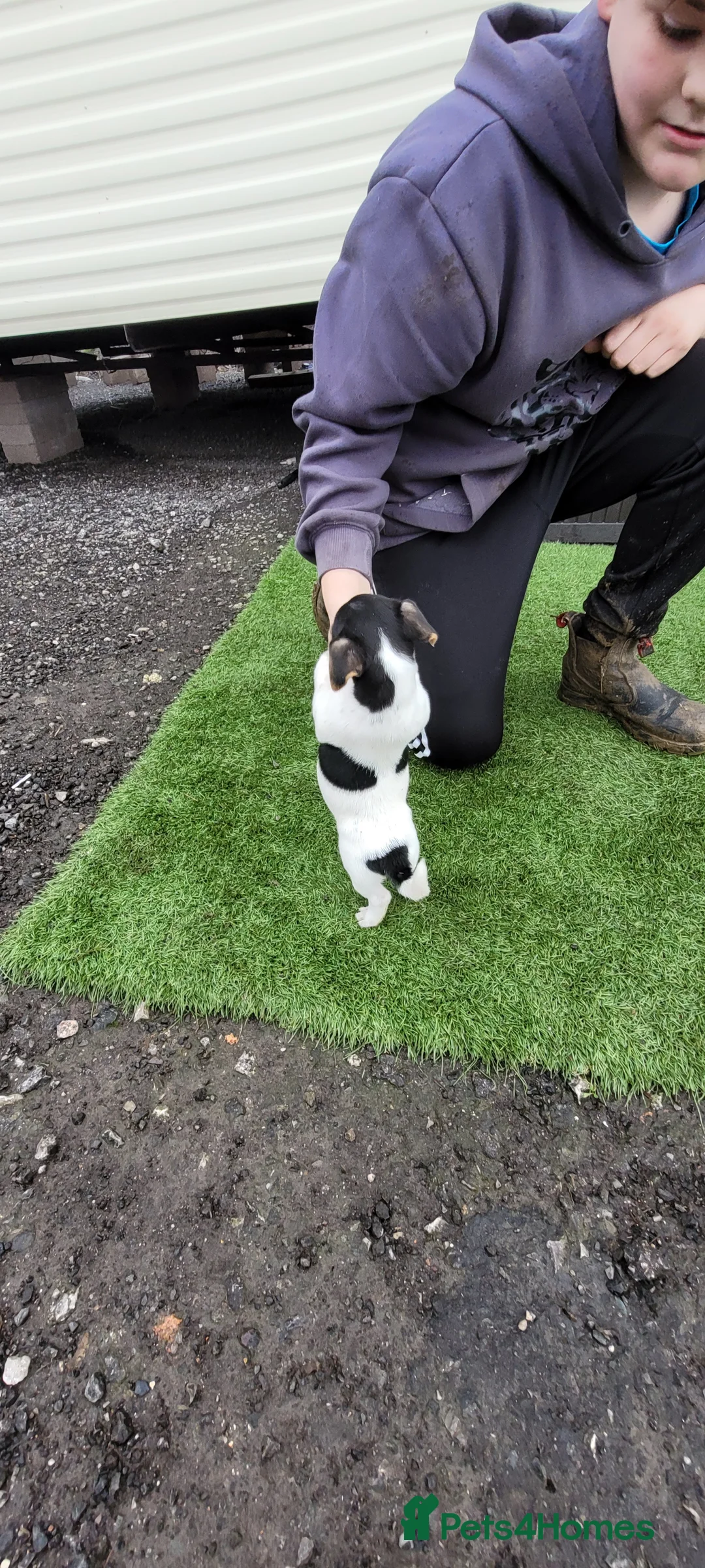 Jack Russell dogs for sale: Old fashioned short legged Jack russel pups!!! - Advert 16
