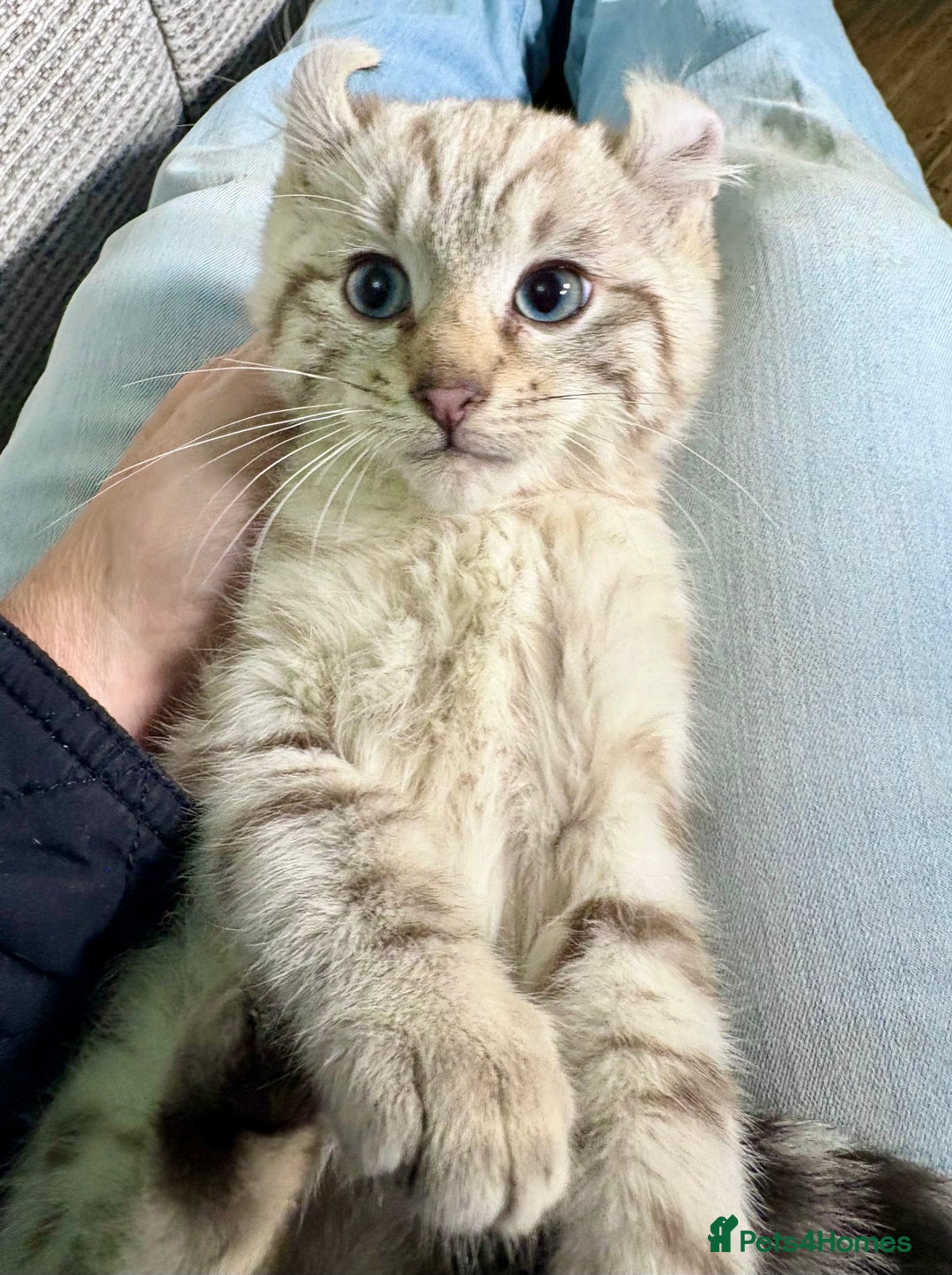 Savannah cats for sale: Superb wild looking snow leopard male  - Advert 8