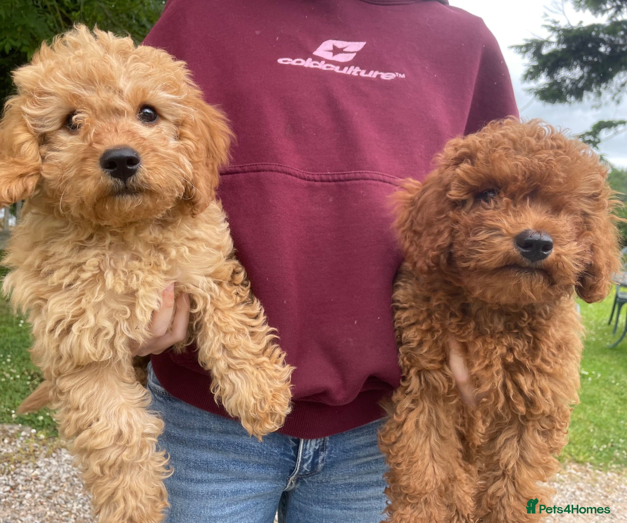 Cavapoo dogs 💙2 adorable boys left🩵vet checked & ready - Advert 1