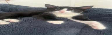 Mixed Breed Kitten 1