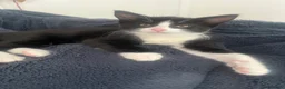 Mixed Breed cats for sale: Mixed Persian kittens  - Advert 4