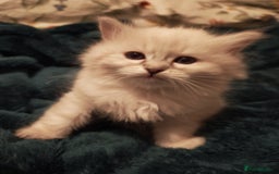 Siberian cats for sale: GCCF +TICA parents - Image 18