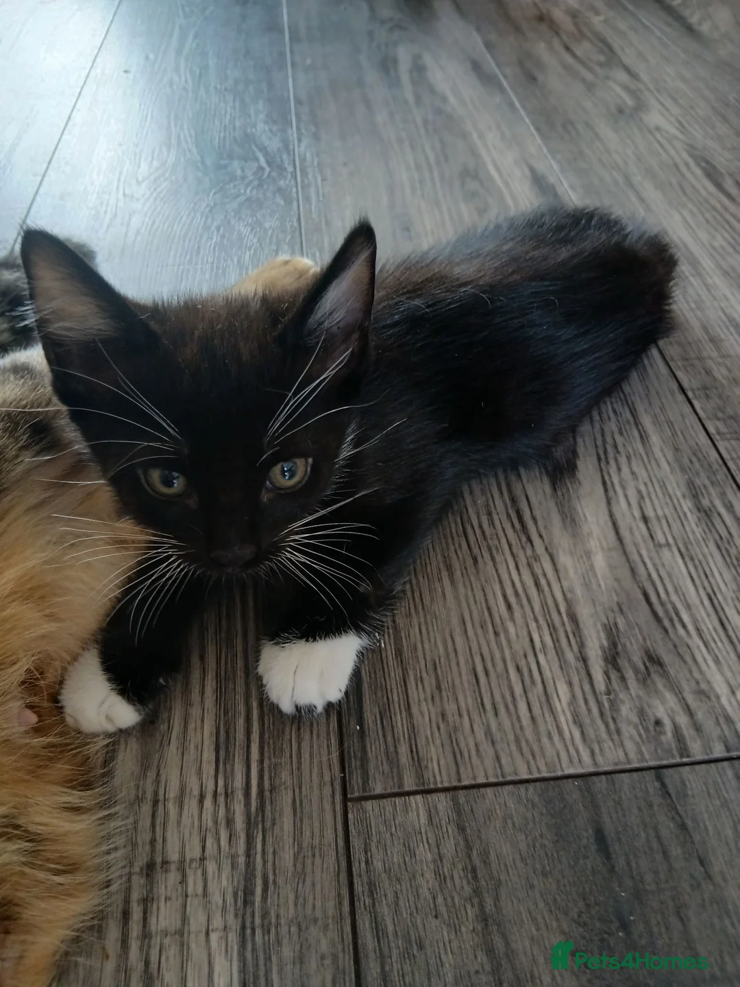 Mixed Breed cats for sale: 2 9 week old kittens looking for new homes! - Advert 1