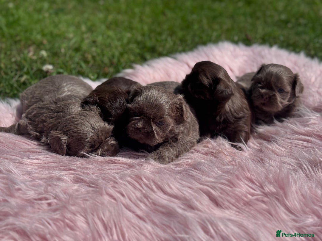 Shih Tzu dogs for sale: Shihtzus lilacs 5* KC REGISTERED - Image 8