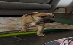 Mixed Breed dogs for sale: Collie x puppies - Image 2