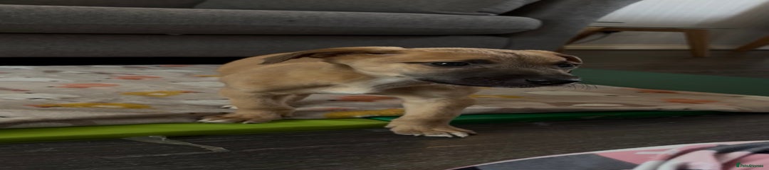 Mixed Breed Puppy 2