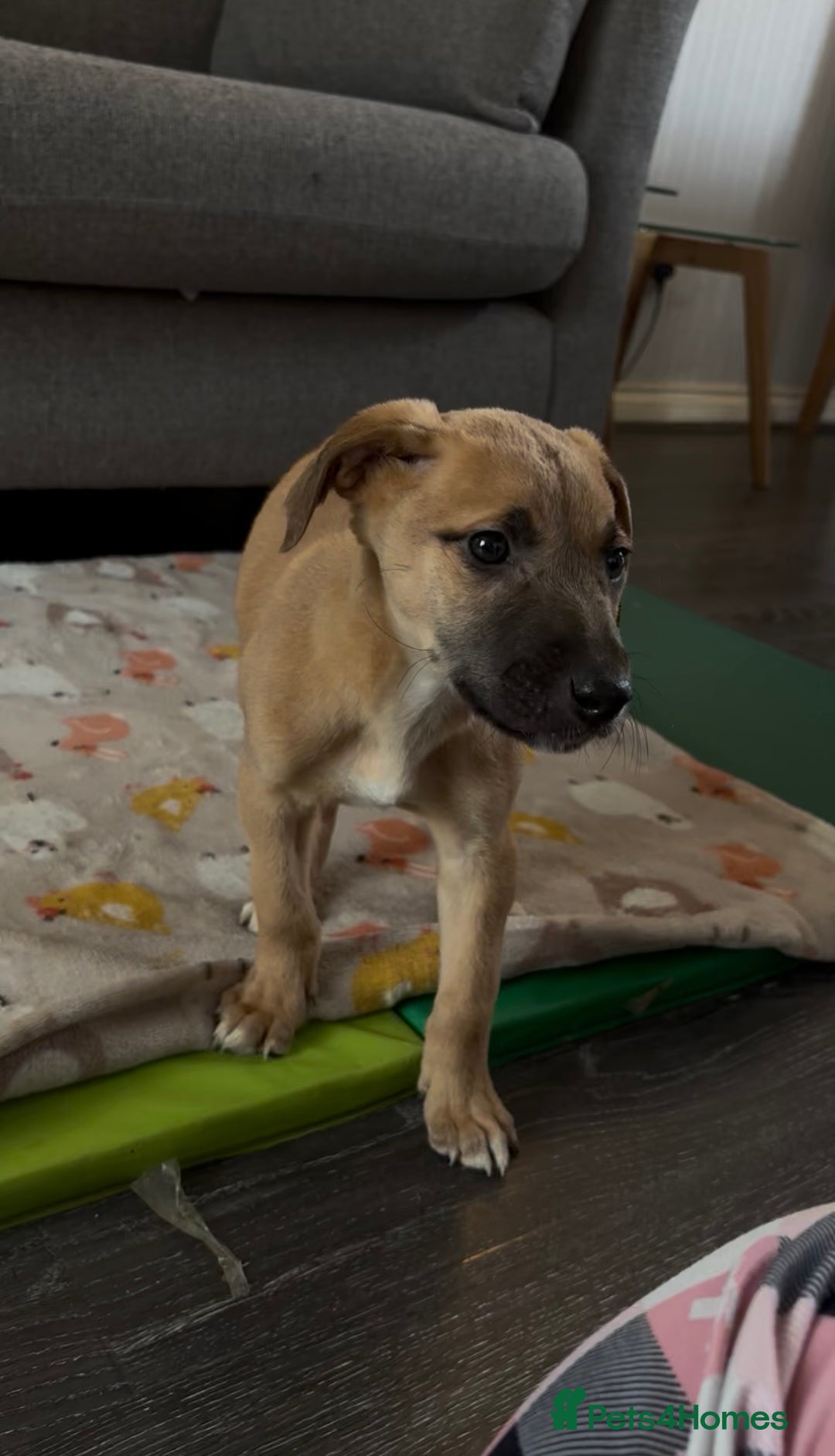 Mixed Breed dogs for sale: Collie x puppies - Image 2
