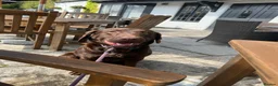 Labrador Retriever dogs for sale: 🐶 KC LABRADOR PUPPIES DUE SOON 🐶 - Advert 6