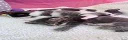 Domestic Shorthair cats for sale: Four beautiful healthy happy kittens  - Advert 11