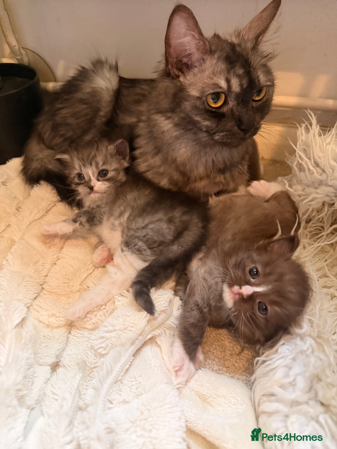 Ragdoll cats for sale: Beautiful Persia dolls  - Advert 15