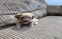 Cockapoo dogs for sale: F1B Cockapoo Puppies - Image 32