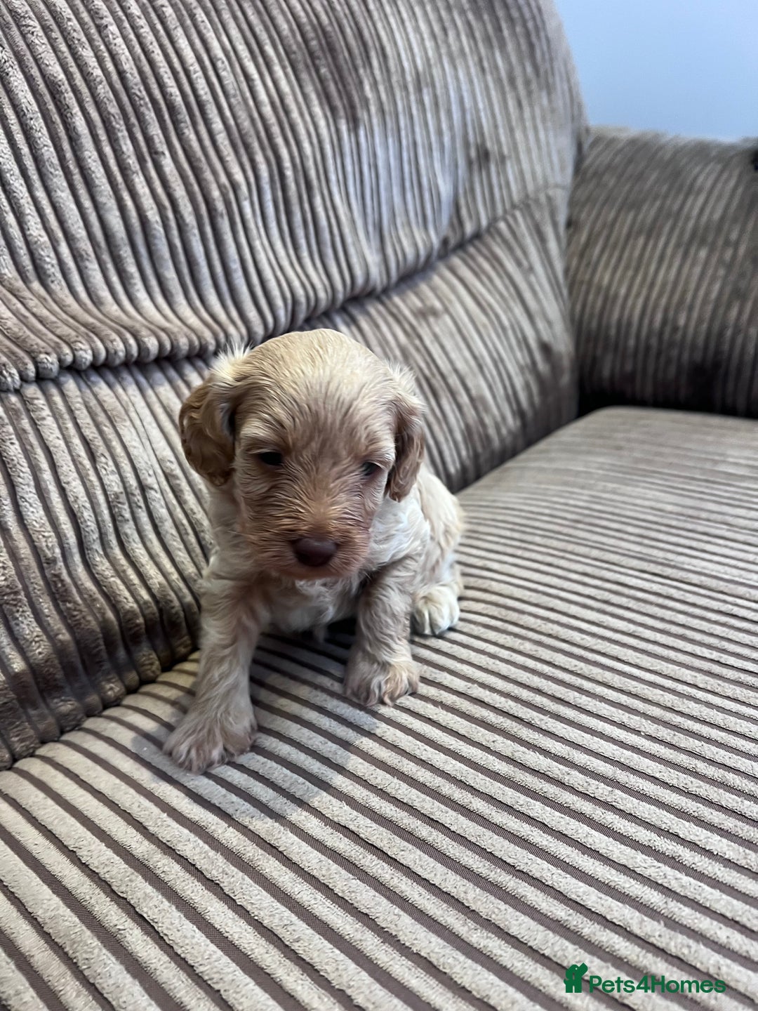 Cockapoo dogs for sale: F1B Cockapoo Puppies - Image 32