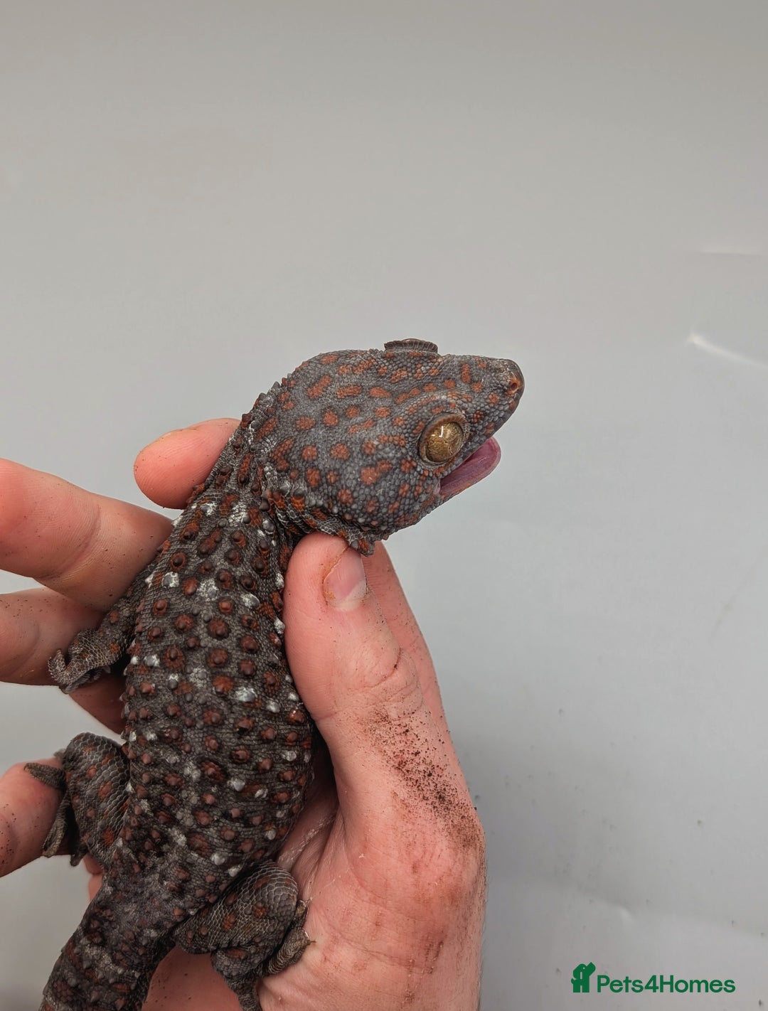 Gecko reptiles for sale: Male Tokay Gecko Proven  - Advert 2