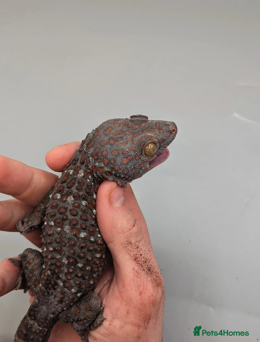 Gecko reptiles for sale: Male Tokay Gecko Proven  - Advert 2