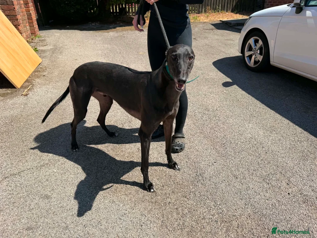 Greyhound dogs for sale: Wylder - Advert 4