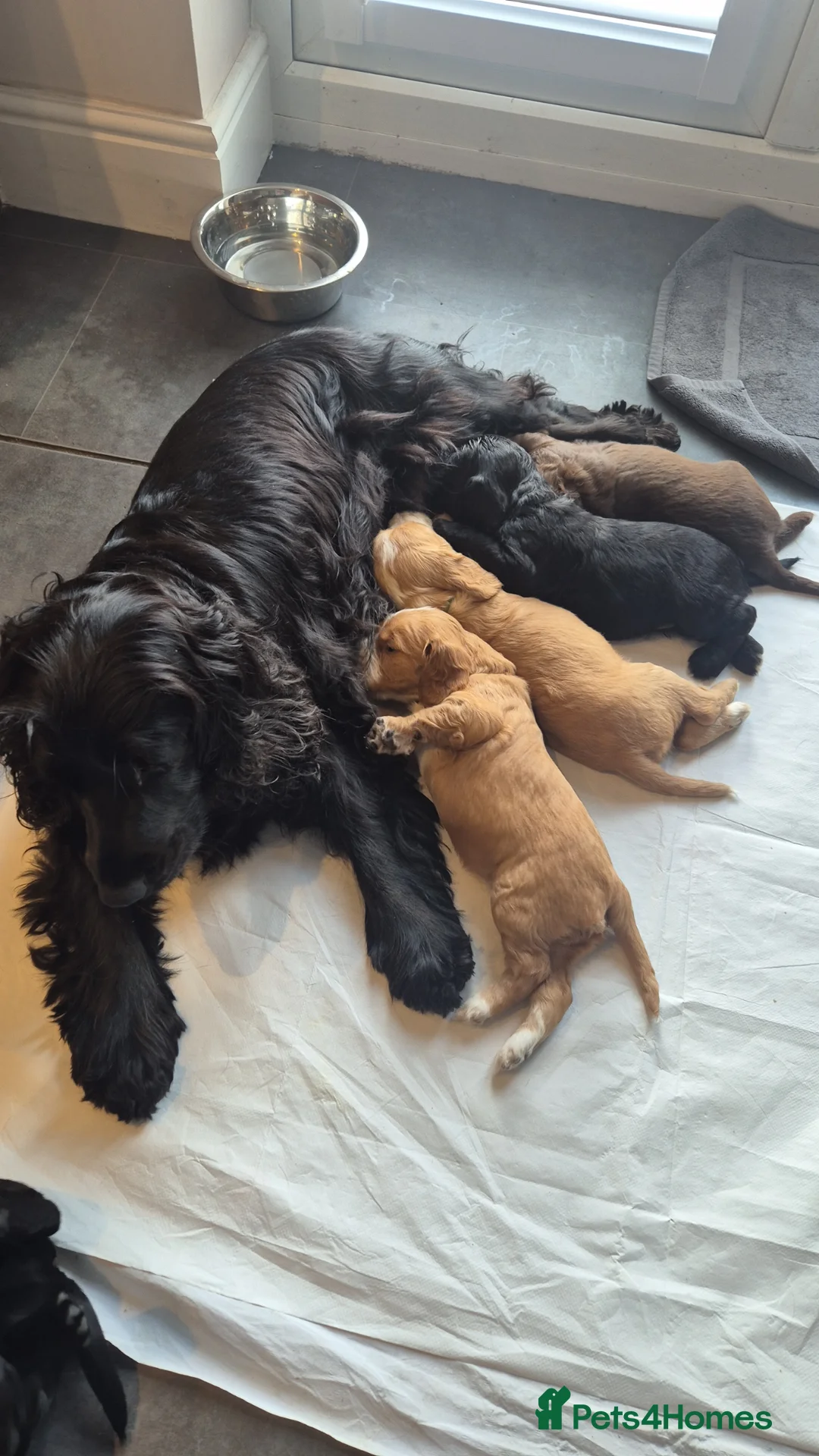 Sprocker dogs for sale: Beautiful Sprocker Puppies Seeking Forever Homes in Hengoed - Advert 26