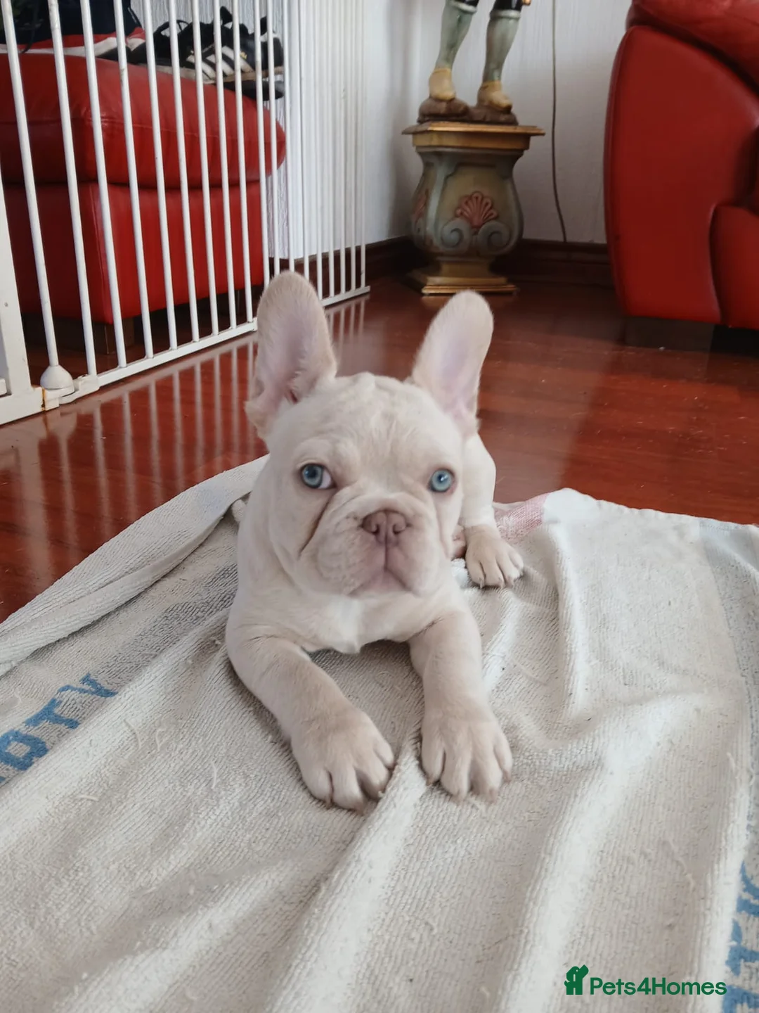 French Bulldog dogs for stud: Lilac and tan carrying cream, testable & fluffy in Motherwell - Advert 24