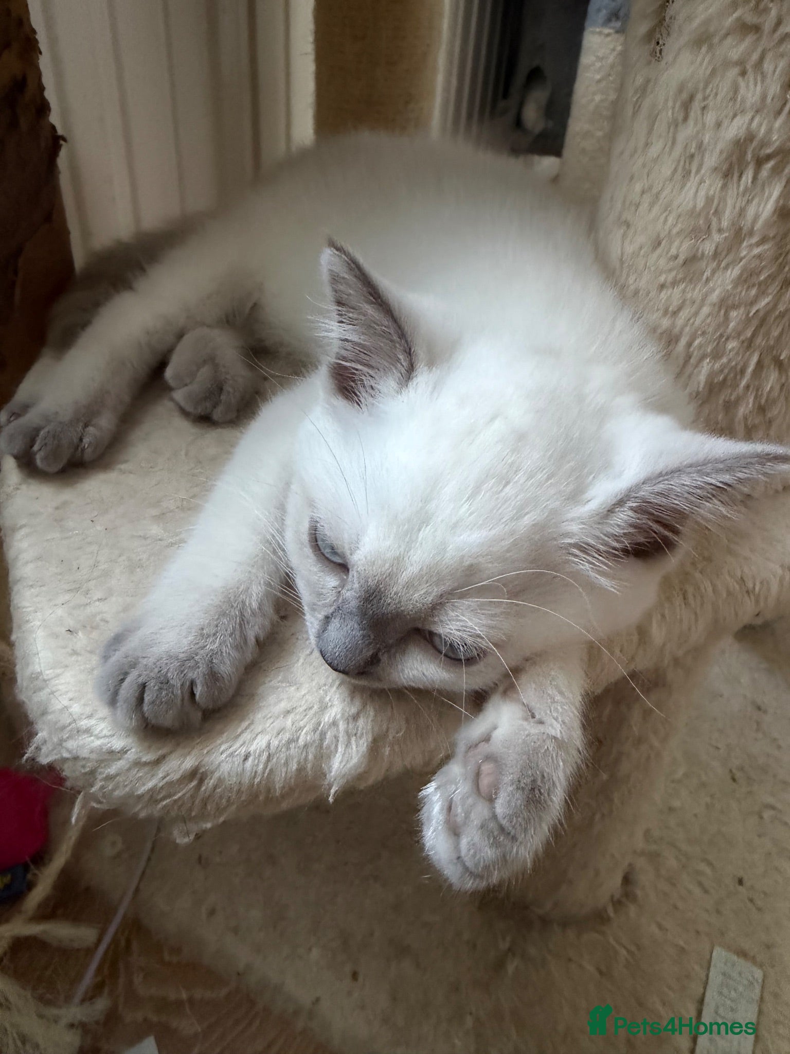 Ragdoll cats GCCF RAGDOLL KITTENS - Advert 1