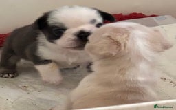 French Bulldog dogs for sale: Kc registered French bulldogs  - Image 2