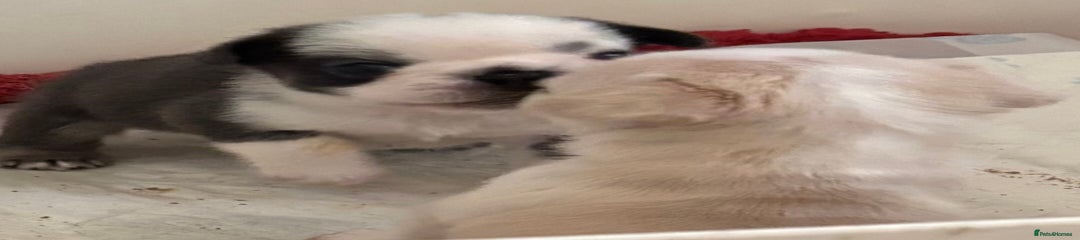 French Bulldog Puppy 1