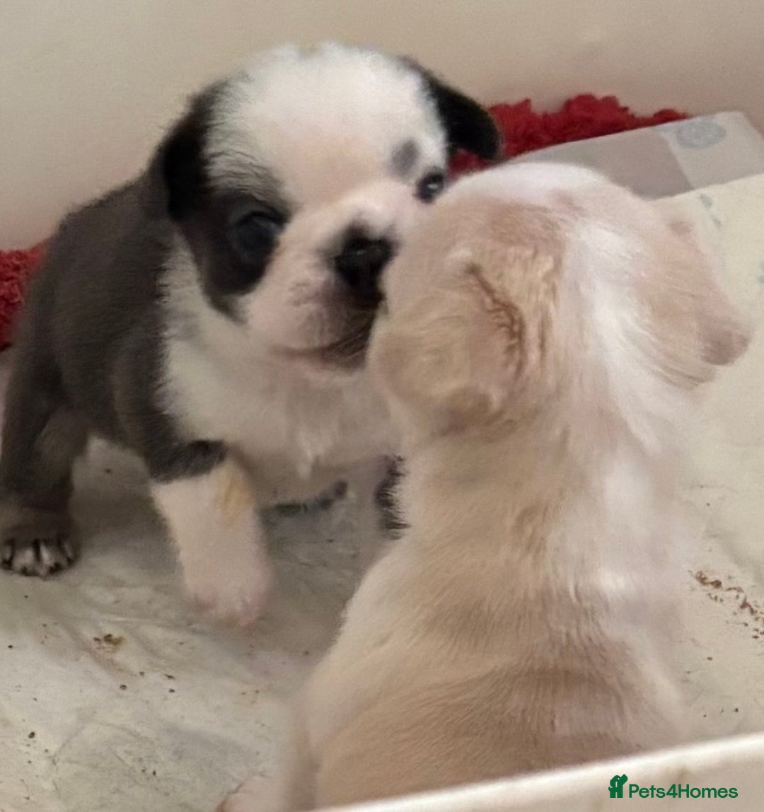 French Bulldog dogs for sale: Kc registered French bulldogs  - Image 2