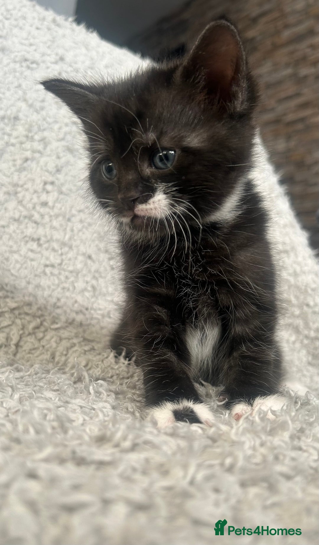 Norwegian Forest Cat cats for sale: BLACK&SILVER NORWEGIAN BOY LEFT  - Advert 11