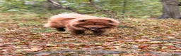 Chow Chow dogs for stud: Luca – Stunning Chocolate Chow Chow. - Advert 4