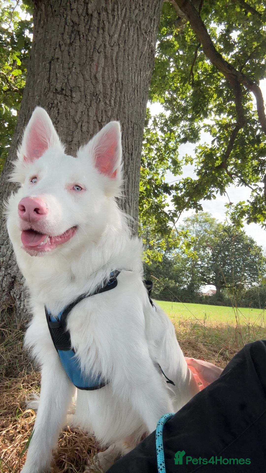 Mixed Breed dogs Loving Deaf collie cross looking for forever home - Advert 1