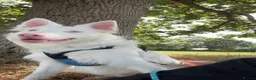 Mixed Breed dogs for sale: Loving Deaf collie cross looking for forever home in Bristol - Advert 1