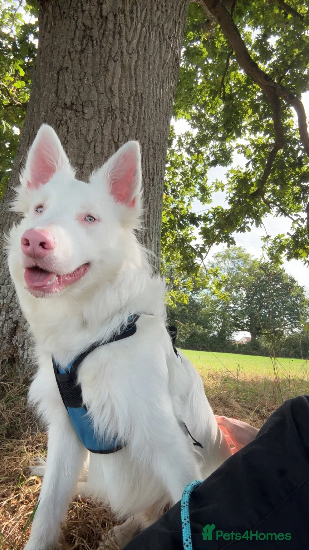 Mixed Breed dogs for sale: Loving Deaf collie cross looking for forever home in Bristol - Advert 1