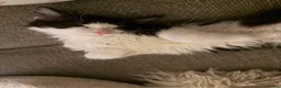 British Shorthair cats for sale: Female kitten, tuxedo - Advert 5