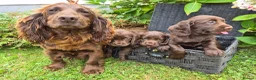 Cocker Spaniel dogs for sale: Chocolate cockerspaniel puppies for sales - Advert 3