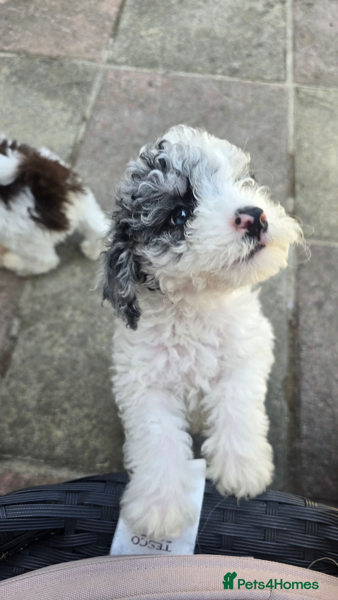 Cockapoo dogs Beautiful F1BB rare curly cockapoo's for sale  - Advert 7