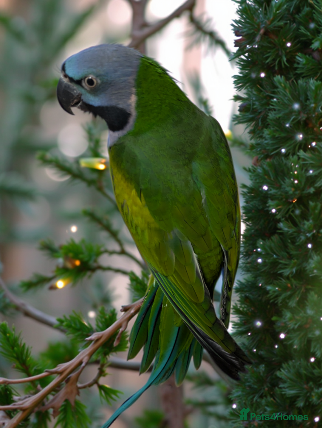 Parakeets birds for sale: Chinese Parakeet Derbyan Parakeet friendly - Advert 3