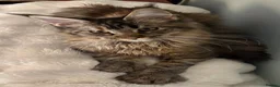 Maine Coon cats for sale: GCCF Registered Maine Coons - Advert 3