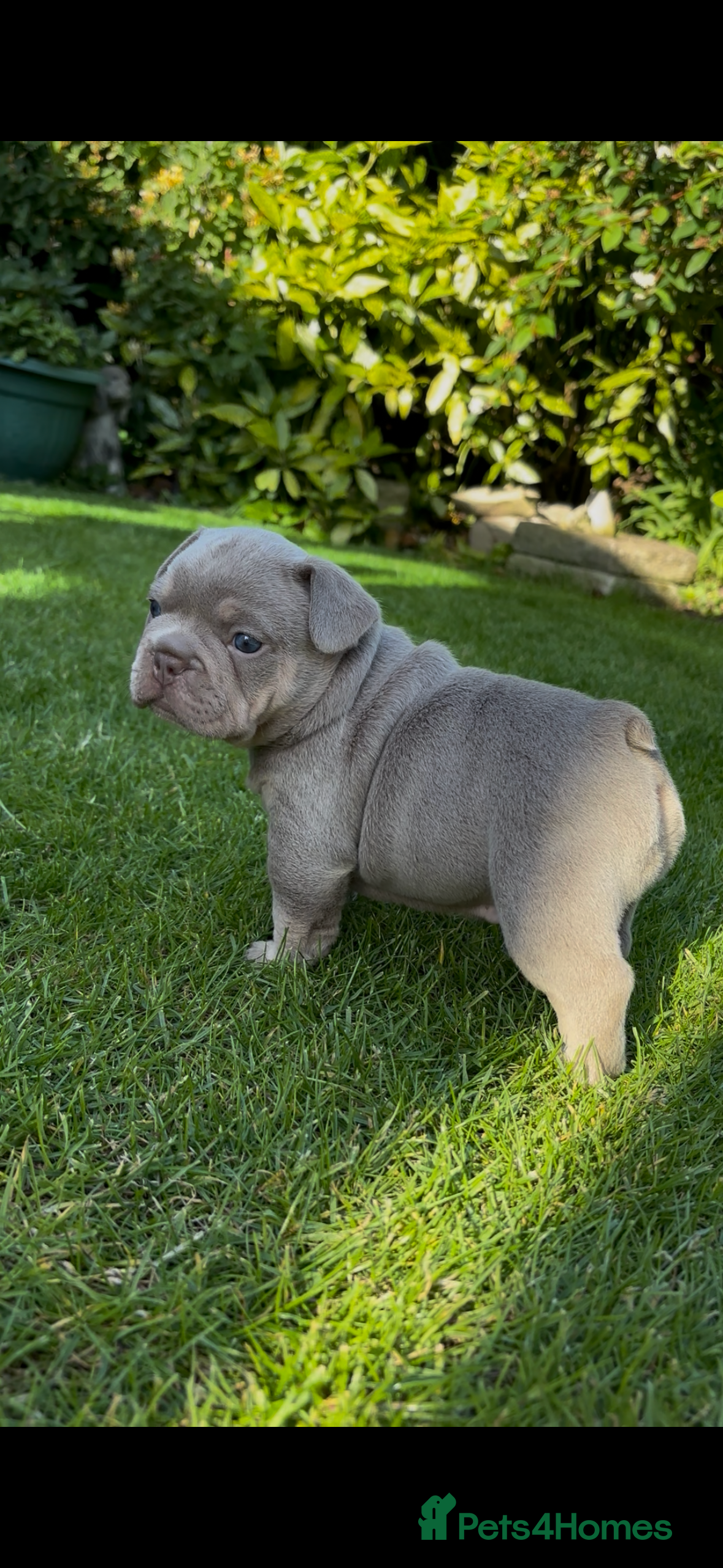 French Bulldog dogs RAINBOW LITTER FRENCH BULLDOGS - Advert 2