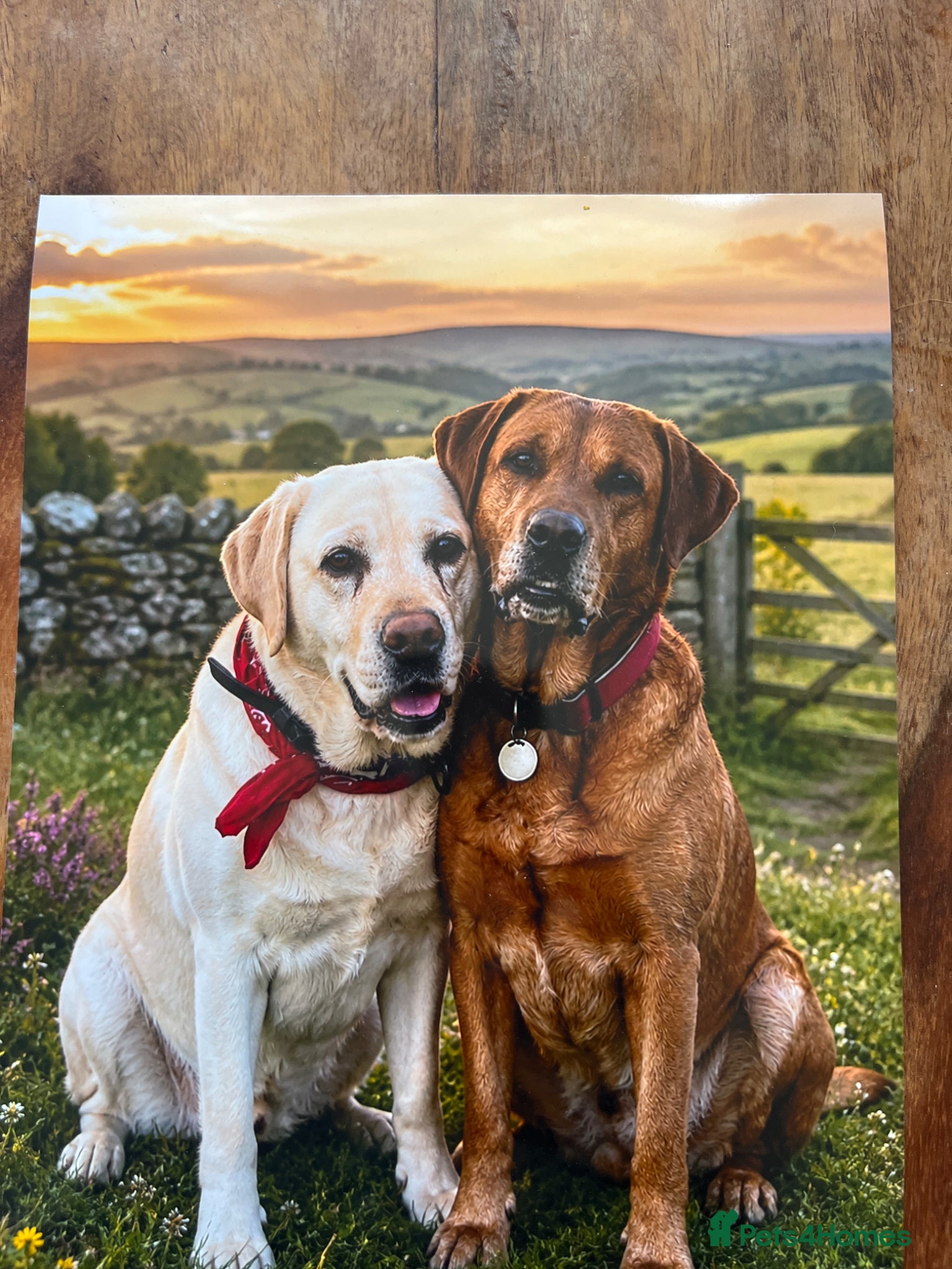 Labrador Retriever dogs Waiting list for LABRADOR  puppies - Advert 1