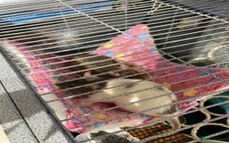 Rat rodents for sale: 2 Female rats - Free - Image 4
