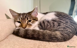 Domestic Shorthair cats for sale: Ash and Goose - Image 12