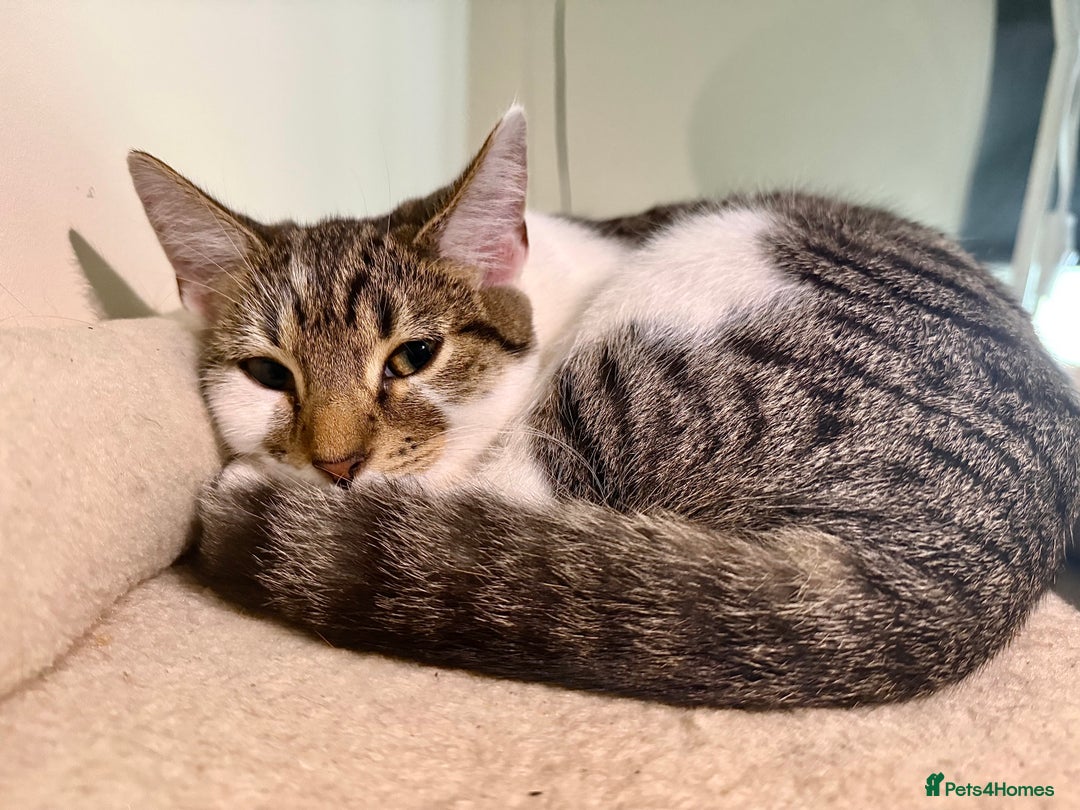 Domestic Shorthair cats for sale: Ash and Goose - Image 12